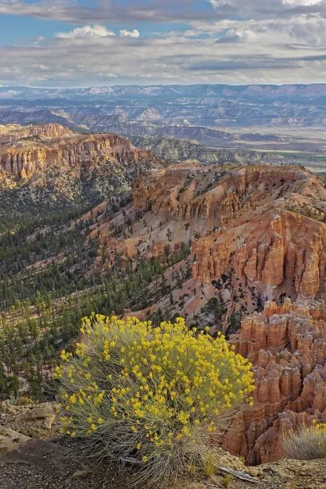 Framed Print : Golden rabbitbrush along rim of Bryce Canyon, Bryce Canyon National Park, Utah