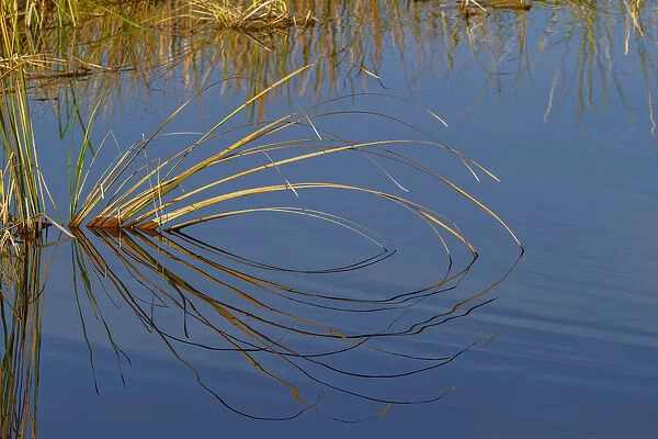 Golden reeds reflecting on still water, Lake Apopka Wildlife Drive, Apopka, Florida