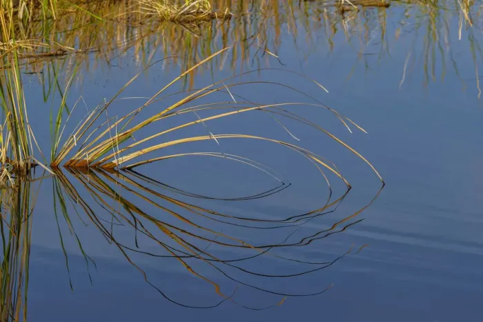 Framed Print : Golden reeds reflecting on still water, Lake Apopka Wildlife Drive, Apopka, Florida Framed Print : Golden reeds reflecting on still water, Lake Apopka Wildlife Drive, Apopka, Florida
