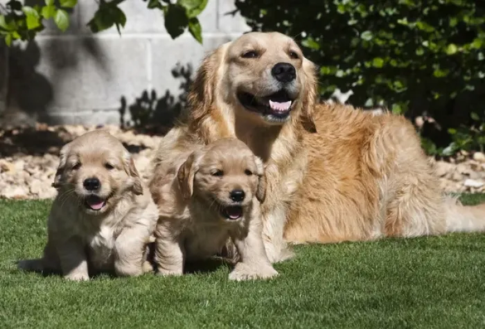 Framed Print : A Golden Retriever female lying on a lawn with two puppies running