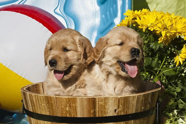 Two Golden Retriever puppies sitting in a wooden pail with a beach ball and yellow