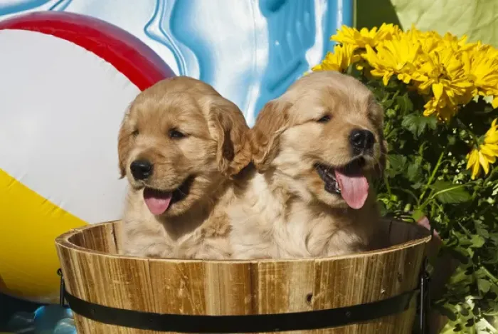 Framed Print : Two Golden Retriever puppies sitting in a wooden pail with a beach ball and yellow Framed Print : Two Golden Retriever puppies sitting in a wooden pail with a beach ball and yellow