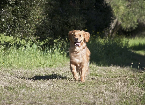 A Golden Retriever running through a field