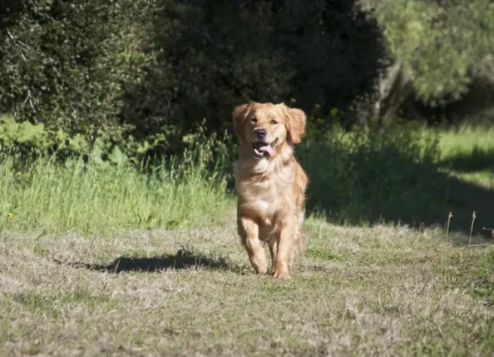 Framed Print : A Golden Retriever running through a field