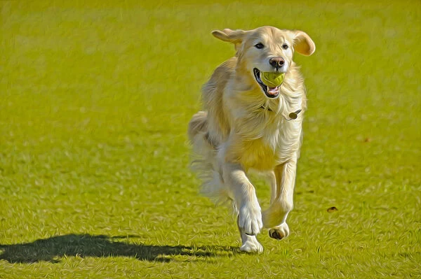 A golden retriever running on a green lawn with a tennis ball in his mouth