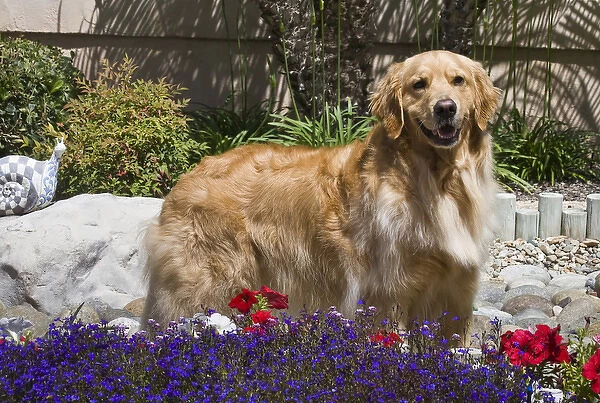 A Golden Retriever standing in a garden with flowers in the foreground
