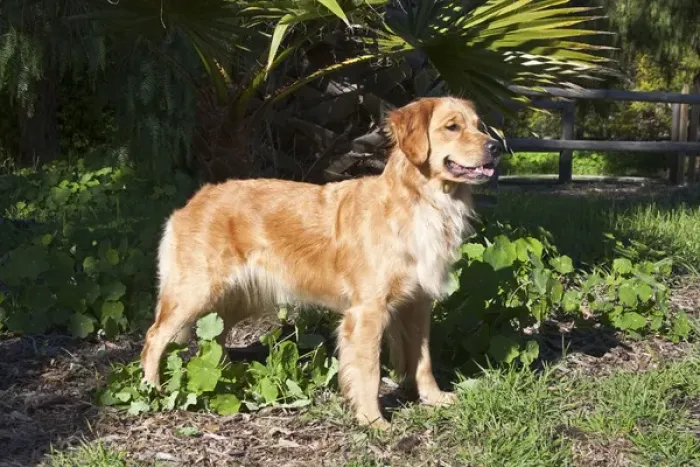 Framed Print : A Golden Retriever standing in a park Framed Print : A Golden Retriever standing in a park