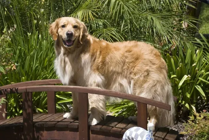 Framed Print : A Golden Retriever standing on a wooden bridge in a garden