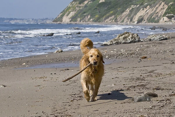 A Golden Retriever walking with a stick at Hendreys Beach in Santa Barbara California