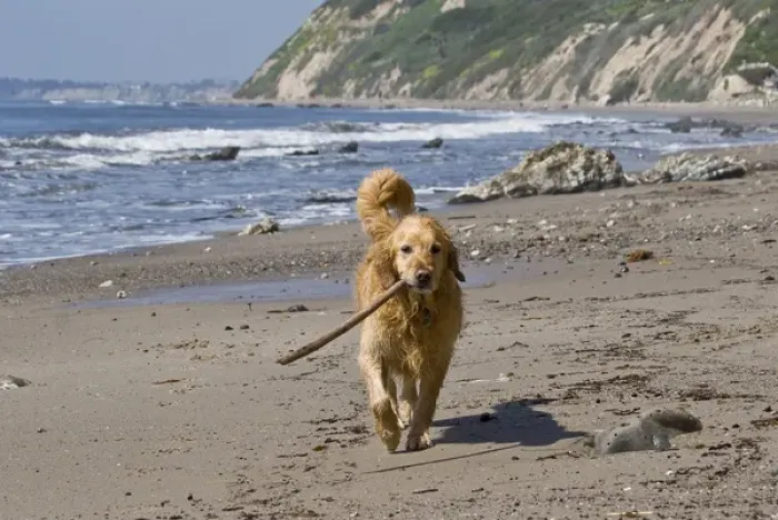 Framed Print : A Golden Retriever walking with a stick at Hendreys Beach in Santa Barbara California Framed Print : A Golden Retriever walking with a stick at Hendreys Beach in Santa Barbara California
