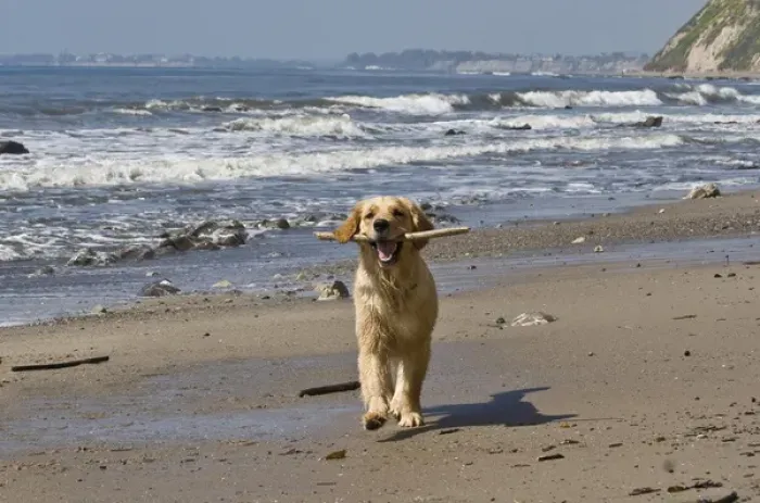 Framed Print : A Golden Retriever walking with a stick at Hendreys Beach in Santa Barbara California