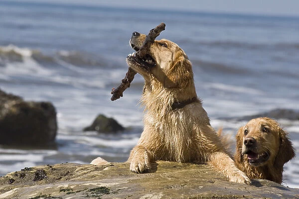 Two Golden Retrievers playing with a stick at a beach