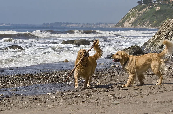 Two Golden Retrievers playing with a stick at Hendreys Beach in Santa Barbara