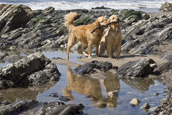 Two Golden Retrievers playing with a stick next to a tidal pool at a beach