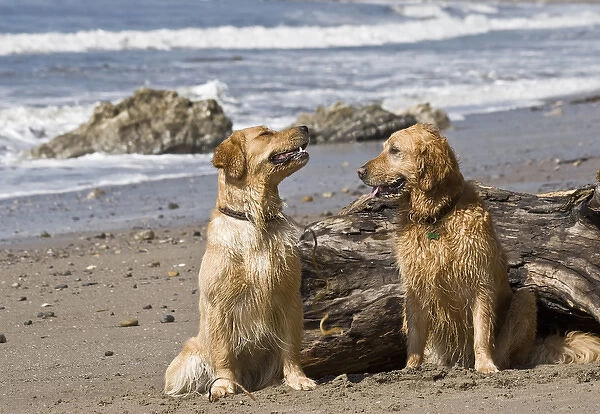 Two Golden Retrievers sitting together on a beach in California