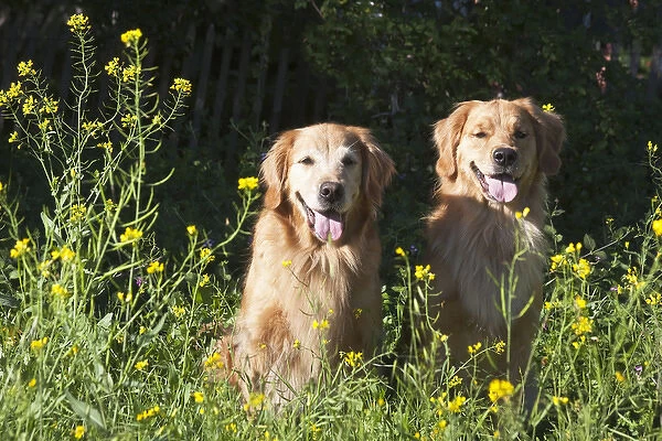 Two Golden Retrievers sitting together in a field surrounded by yellow flowers