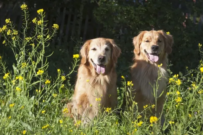 Framed Print : Two Golden Retrievers sitting together in a field surrounded by yellow flowers