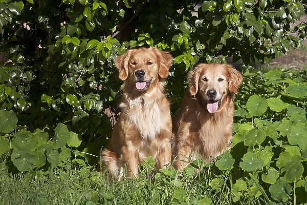 Two Golden Retrievers sitting at a park surrounded by greenery