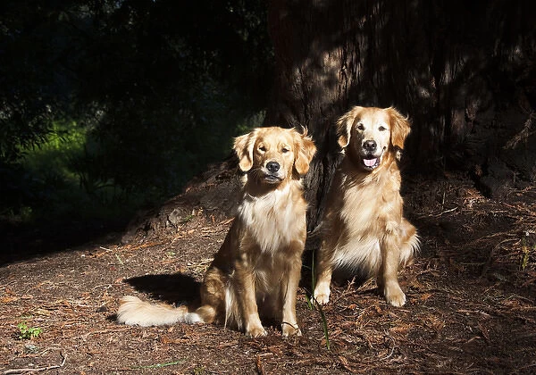 Two Golden Retrievers taking in the late afternoon light under a Sequoia tree