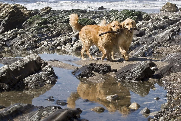 Two Golden Retrievers walking together with a stick reflecting in a tidal pool at