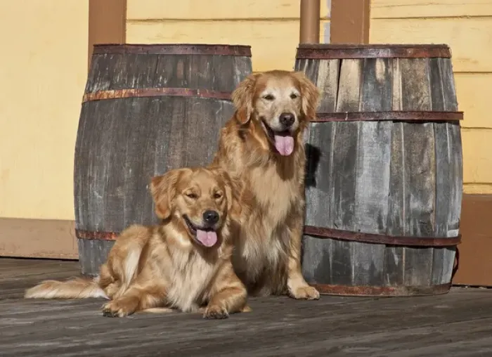 Framed Print : Two Golden Retrievers next to two wooden barrels on a wooden deck Framed Print : Two Golden Retrievers next to two wooden barrels on a wooden deck