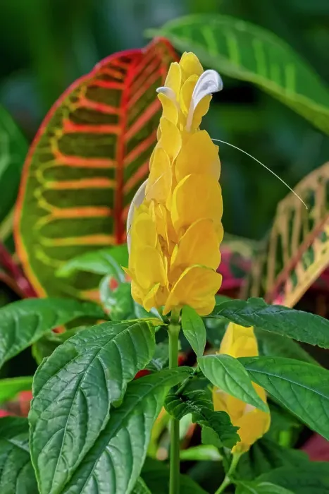 Framed Print : Golden Shrimp Plant and Croton in tropical garden Framed Print : Golden Shrimp Plant and Croton in tropical garden