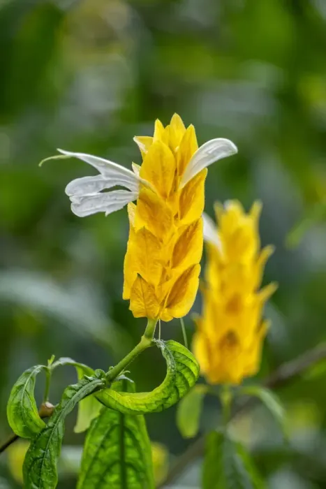 Framed Print : Golden Shrimp Plant, lollipop plant Framed Print : Golden Shrimp Plant, lollipop plant