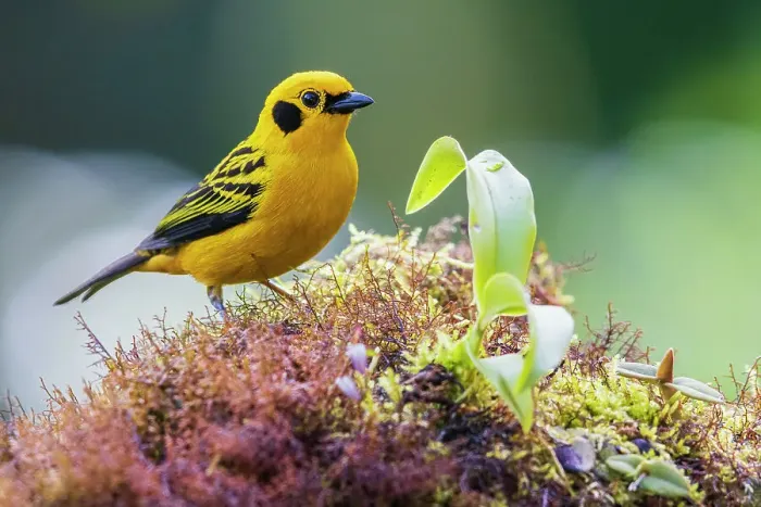 Framed Print : Golden tanager at home in the lush cloud forest of Ecuador Framed Print : Golden tanager at home in the lush cloud forest of Ecuador