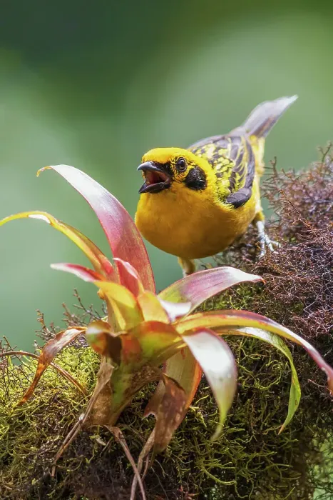 Framed Print : Golden tanager at home in the lush cloud forest of Ecuador Framed Print : Golden tanager at home in the lush cloud forest of Ecuador
