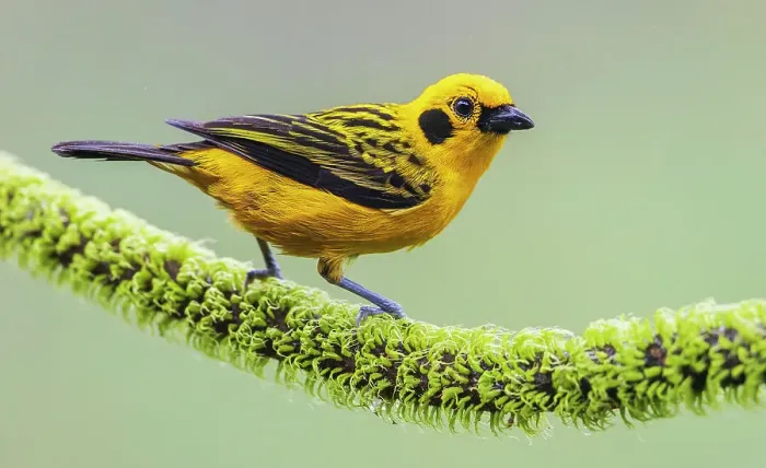 Framed Print : Golden tanager at home in the threatened Choco Forest of Ecuador Framed Print : Golden tanager at home in the threatened Choco Forest of Ecuador