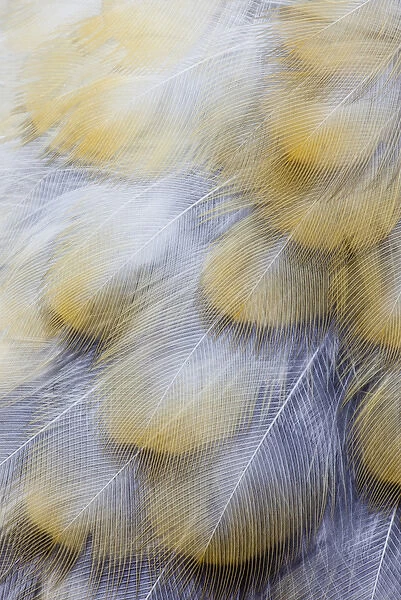 Golden Tones of Varied Thrush feathers