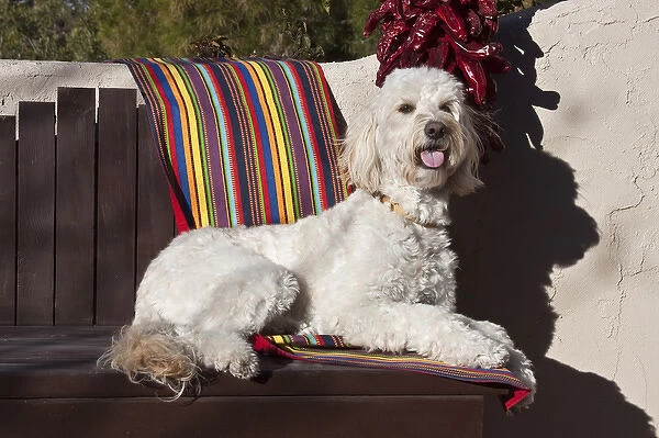 A Goldendoodle lying on a garden bench with an adobe wall and red chilies hanging