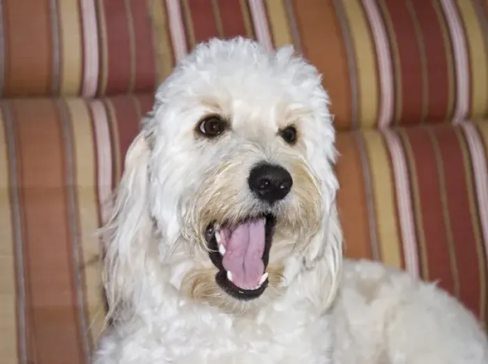 Framed Print : A Goldendoodle lying on a lawn chair talking Framed Print : A Goldendoodle lying on a lawn chair talking