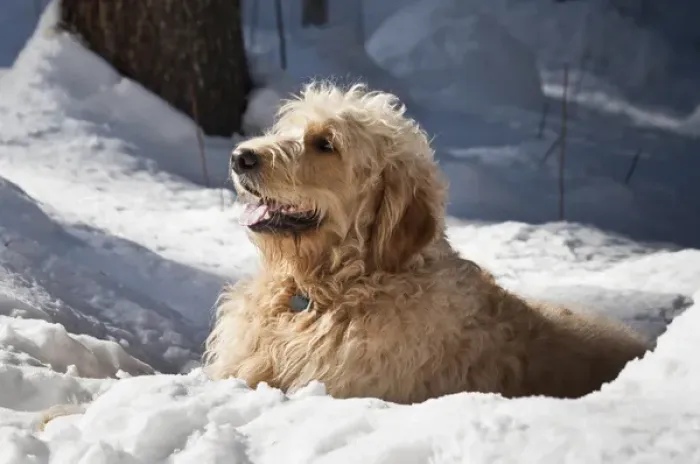 Framed Print : A Goldendoodle lying in the snow Framed Print : A Goldendoodle lying in the snow