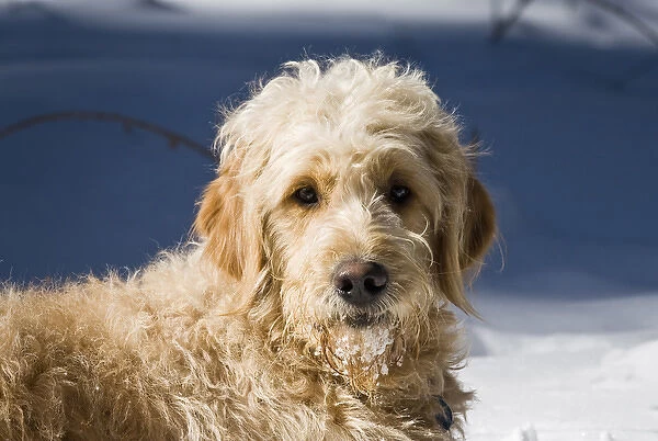 A Goldendoodle lying in the snow bathed in early morning light