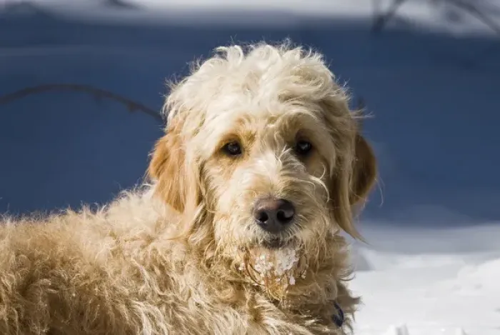 Framed Print : A Goldendoodle lying in the snow bathed in early morning light Framed Print : A Goldendoodle lying in the snow bathed in early morning light