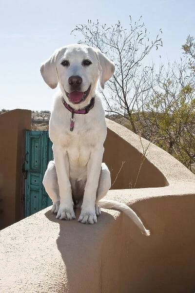 A Goldendoodle puppy sitting on an adobe wall