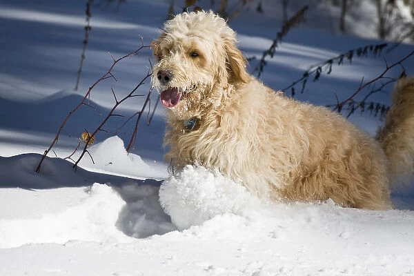 A Goldendoodle running through the snow