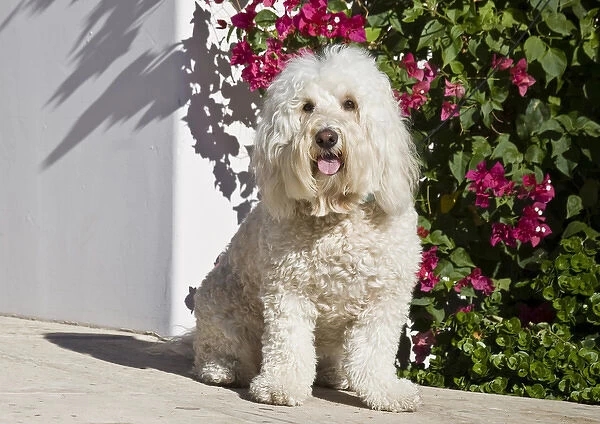 A Goldendoodle sitting on a garden walkway