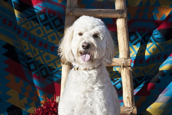 A Goldendoodle sitting against a Southwestern blanket with a wooden ladder and red