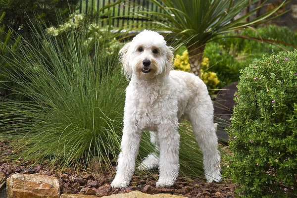 A Goldendoodle standing in a garden