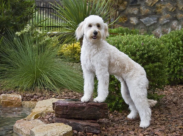 A Goldendoodle standing on a rock in a garden by a pool