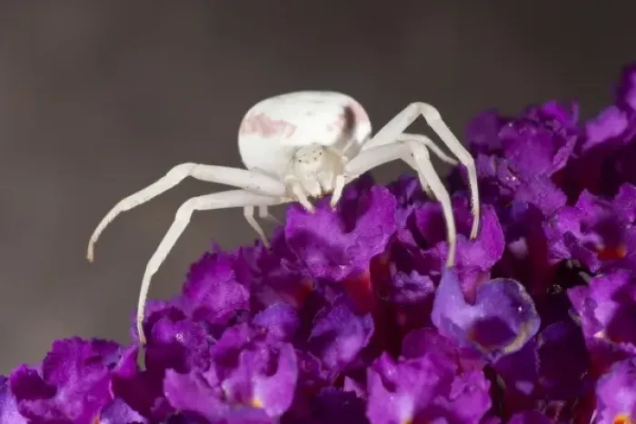 Framed Print : A Goldenrod Spider (Misumena vatia)