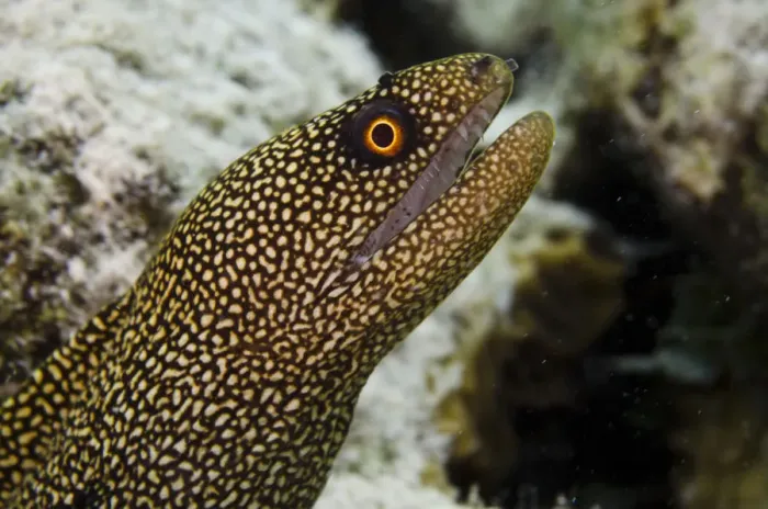 Framed Print : Goldentail Moray (Gymnothorax miliaris) BONAIRE, Netherlands Antilles, Caribbean Framed Print : Goldentail Moray (Gymnothorax miliaris) BONAIRE, Netherlands Antilles, Caribbean