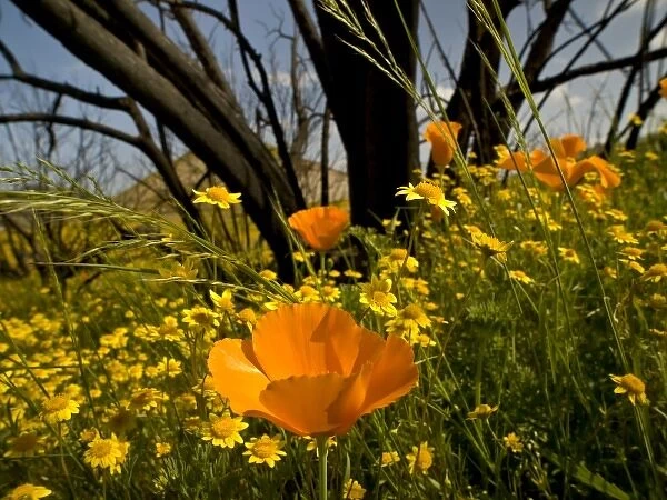 Goldfield and California poppies, natural recovery after fire in Falbrook area, California