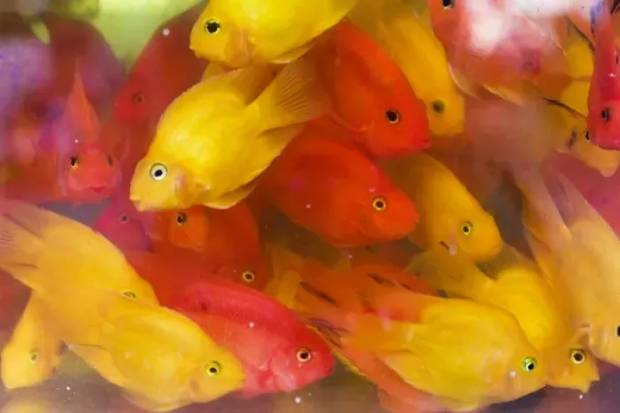 Framed Print : Goldfish at Goldfish Market, Hong Kong, China Framed Print : Goldfish at Goldfish Market, Hong Kong, China