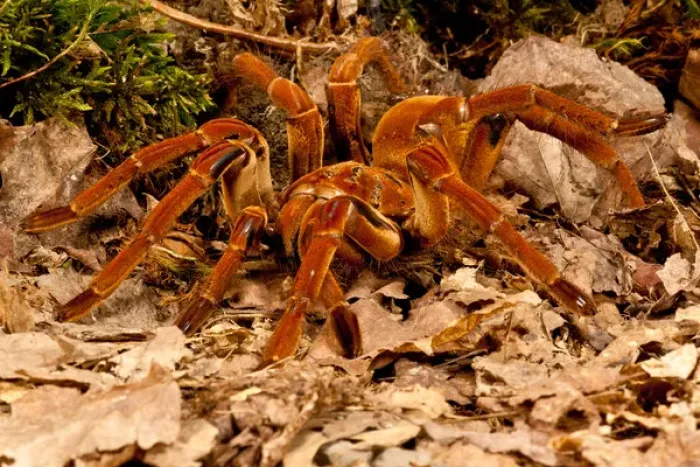 Framed Print : Goliath Bird-eater Spider, Theraphosa blondi, Native to the Rain Forest Regions of Framed Print : Goliath Bird-eater Spider, Theraphosa blondi, Native to the Rain Forest Regions of
