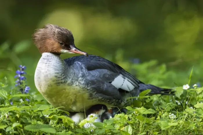 Framed Print : Goosander (Mergus merganser) also called common merganser with chicks. Munich, Bavaria