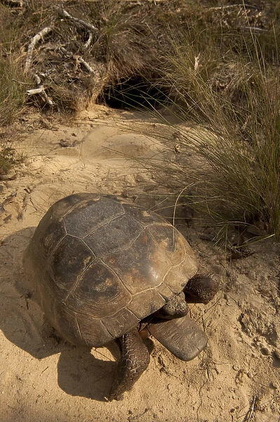 Gopher Tortoise (Gopherus polyphemus) Male at burrow The Orianne Indigo Snake Preserve