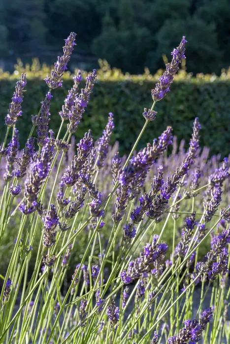 Framed Print : Gordes, Vaucluse, Provence-Alpes-Cote d'Azur, France. Lavender at the Senanque Abbey in Provence Framed Print : Gordes, Vaucluse, Provence-Alpes-Cote d'Azur, France. Lavender at the Senanque Abbey in Provence